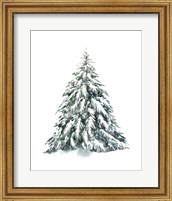 Blue Spruce I Fine Art Print