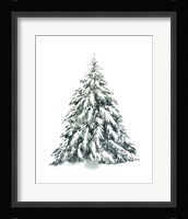 Blue Spruce I Framed Print