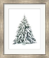 Blue Spruce I Fine Art Print