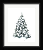 Blue Spruce II Framed Print