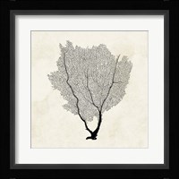 Sea Fan Sketch II Framed Print