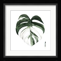 Variegated Monstera I Framed Print
