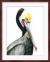Watercolor Pelican I Fine Art Print