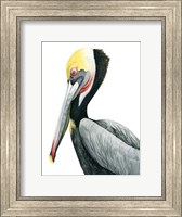 Watercolor Pelican II Fine Art Print