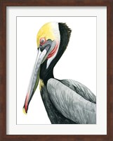 Watercolor Pelican II Fine Art Print