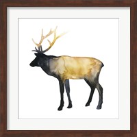 Elk Aglow I Fine Art Print
