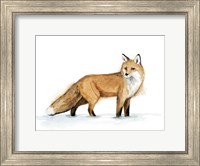 Snow Fox I Fine Art Print