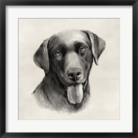 Charcoal Labrador I Fine Art Print