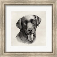 Charcoal Labrador I Fine Art Print