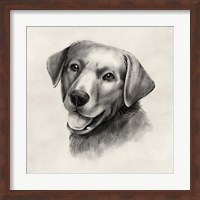 Charcoal Labrador II Fine Art Print