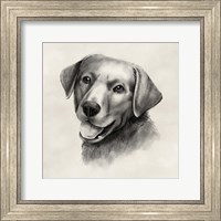 Charcoal Labrador II Fine Art Print