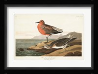 Pl. 315 Red-breasted Sandpiper Fine Art Print