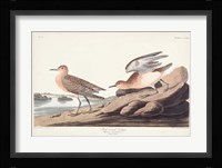 Pl. 265 Buff-breasted Sandpiper Fine Art Print
