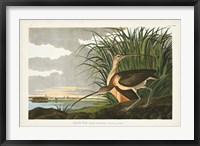 Pl. 231 Long-billed Curlew Fine Art Print