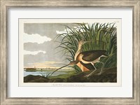 Pl. 231 Long-billed Curlew Fine Art Print