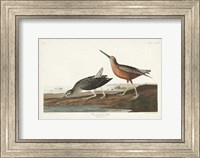 Pl. 335 Red-breasted Snipe Fine Art Print