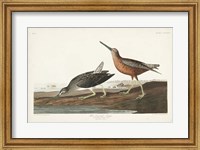 Pl. 335 Red-breasted Snipe Fine Art Print