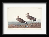 Pl. 294 Pectoral Sandpiper Fine Art Print