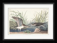 Pl. 289 Solitary Sandpiper Fine Art Print