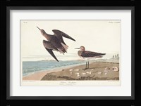 Pl. 278 Schins Sandpiper Fine Art Print