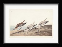 Pl. 230 Sanderling Fine Art Print