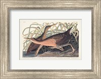 Pl. 203 Great Red-breasted Rail Fine Art Print