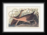 Pl. 203 Great Red-breasted Rail Fine Art Print