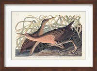Pl. 203 Great Red-breasted Rail Fine Art Print