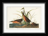 Pl. 205 Virginian Rail Fine Art Print