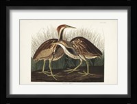 Pl. 337 American Bittern Fine Art Print