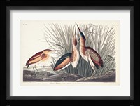 Pl. 210 Least Bittern Fine Art Print
