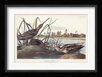 Pl. 243 American Snipe Fine Art Print