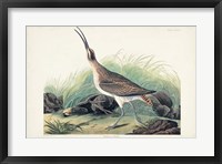 Pl. 237 Hudsonian Curlew Fine Art Print