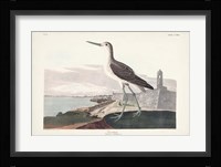 Pl. 269 Greenshank Fine Art Print