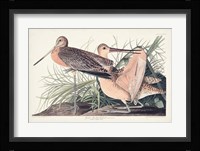 Pl. 238 Great Marbled Godwit Fine Art Print