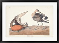 Pl. 258 Hudsonian Godwit Fine Art Print