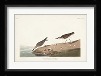 Pl. 405 Semipalmated Sandpiper Fine Art Print