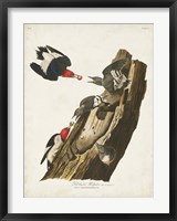Pl. 27 Red-headed Woodpecker Fine Art Print