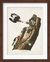 Pl. 27 Red-headed Woodpecker Fine Art Print