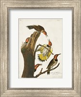Pl. 37 Gold-winged Woodpecker Fine Art Print