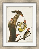 Pl. 37 Gold-winged Woodpecker Fine Art Print