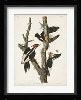 Pl. 66 Ivory-billed Woodpecker Fine Art Print