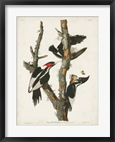 Pl. 66 Ivory-billed Woodpecker Fine Art Print