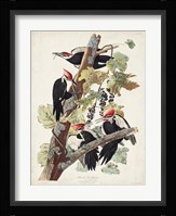 Pl. 111 Pileated Woodpecker Fine Art Print