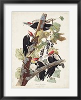 Pl. 111 Pileated Woodpecker Fine Art Print