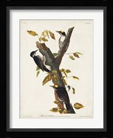 Pl. 132 Three-toed Woodpecker Fine Art Print