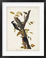 Pl. 132 Three-toed Woodpecker Fine Art Print