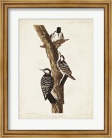 Pl. 389 Red-cockaded Woodpecker Fine Art Print