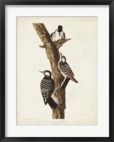 Pl. 389 Red-cockaded Woodpecker Fine Art Print