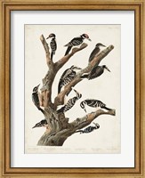 Pl. 417 Marias Woodpecker Fine Art Print